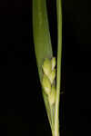 Calcium-hating sedge